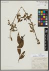 Foto von Salix alba L. x Salix fragilis L.